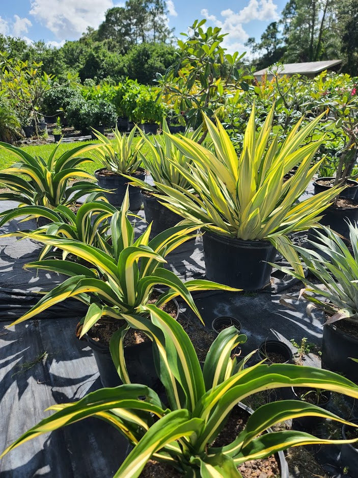 furcraea-foetida-false-agave-furcraea-gigantea-mauritius-hemp
