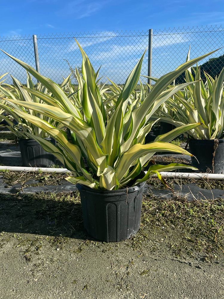 furcraea-foetida-false-agave-furcraea-gigantea-mauritius-hemp