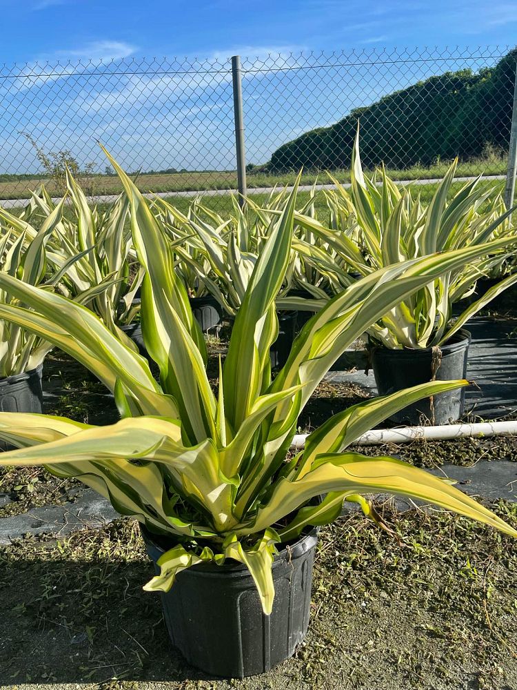 furcraea-foetida-false-agave-furcraea-gigantea-mauritius-hemp