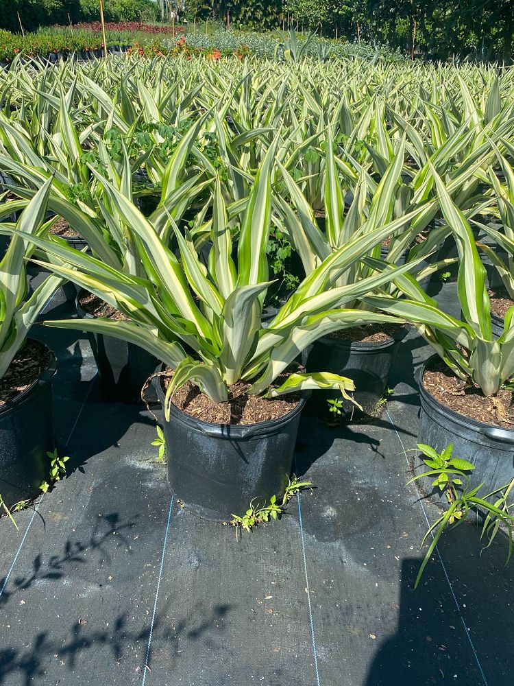 furcraea-foetida-false-agave-furcraea-gigantea-mauritius-hemp