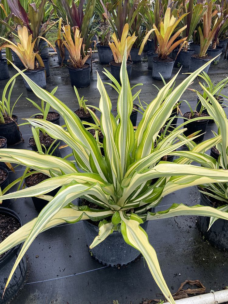 furcraea-foetida-false-agave-furcraea-gigantea-mauritius-hemp