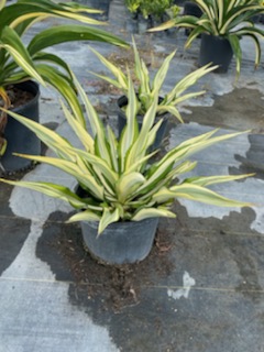 furcraea-foetida-false-agave-furcraea-gigantea-mauritius-hemp