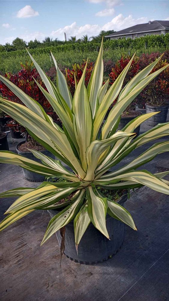 furcraea-foetida-false-agave-furcraea-gigantea-mauritius-hemp
