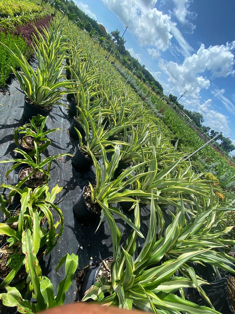furcraea-foetida-false-agave-furcraea-gigantea-mauritius-hemp