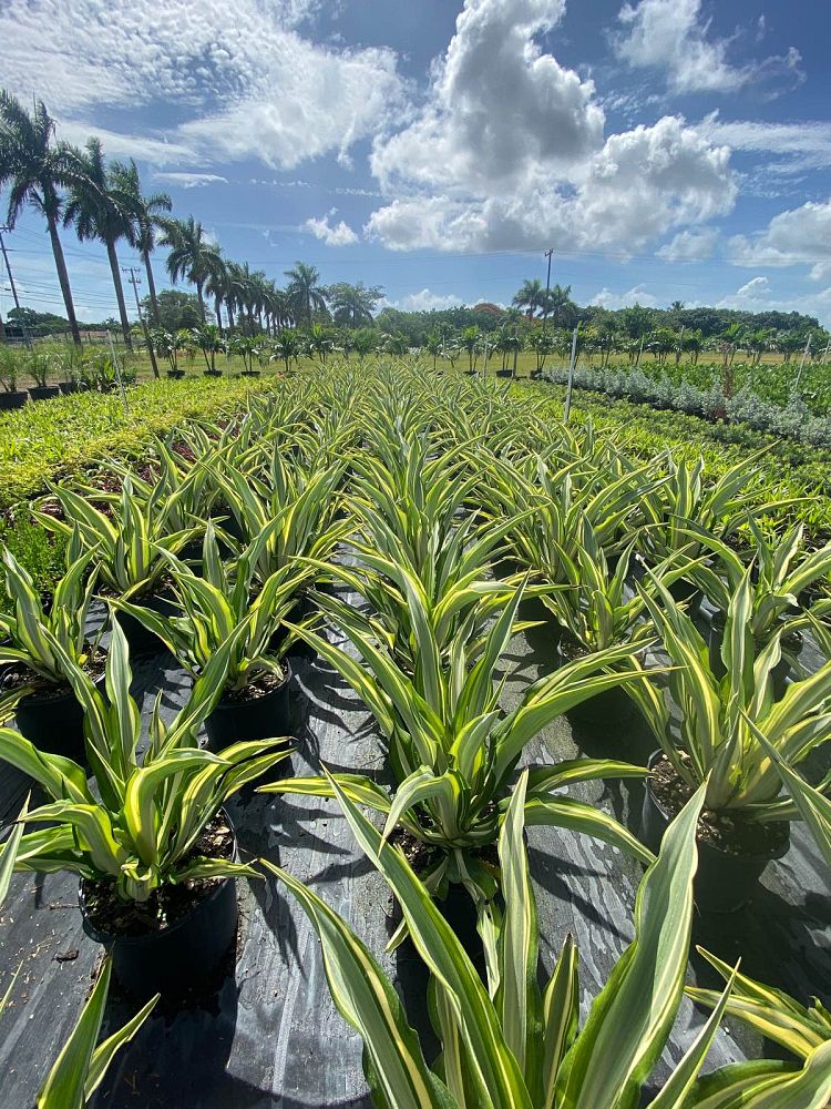 furcraea-foetida-false-agave-furcraea-gigantea-mauritius-hemp