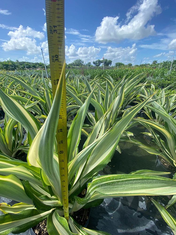 furcraea-foetida-false-agave-furcraea-gigantea-mauritius-hemp