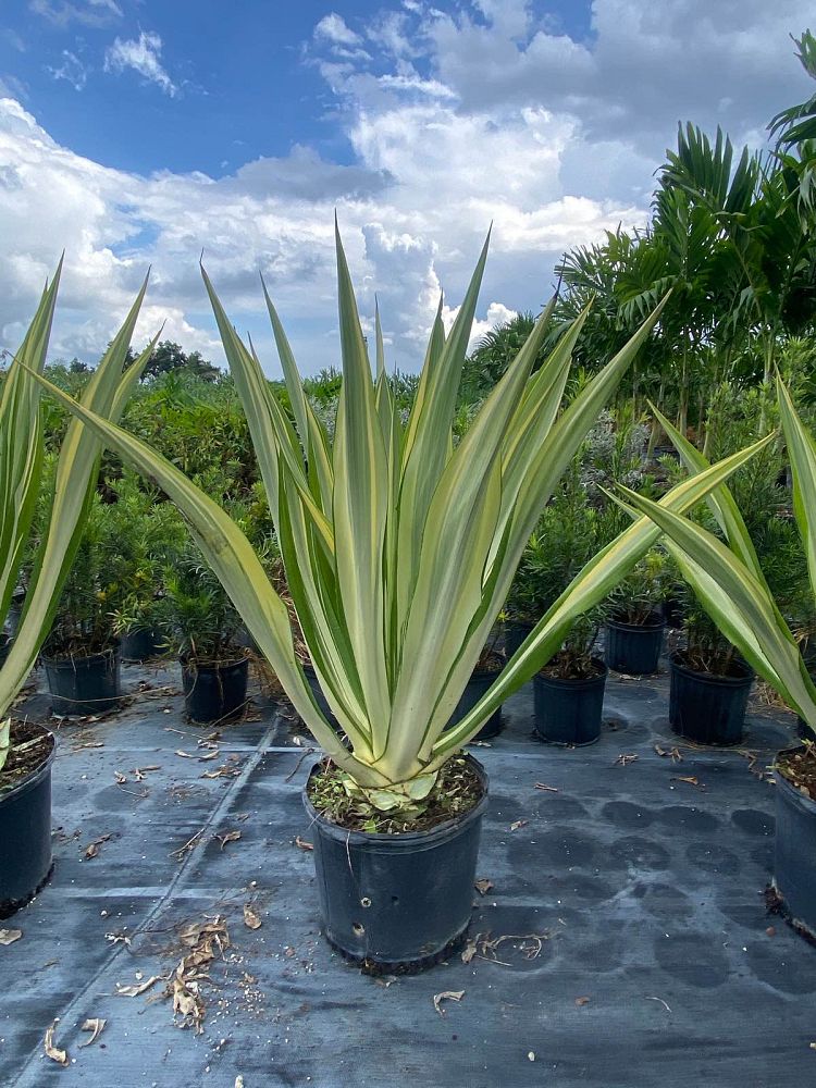 furcraea-foetida-false-agave-furcraea-gigantea-mauritius-hemp