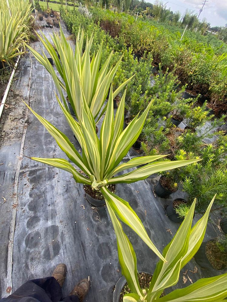 furcraea-foetida-false-agave-furcraea-gigantea-mauritius-hemp