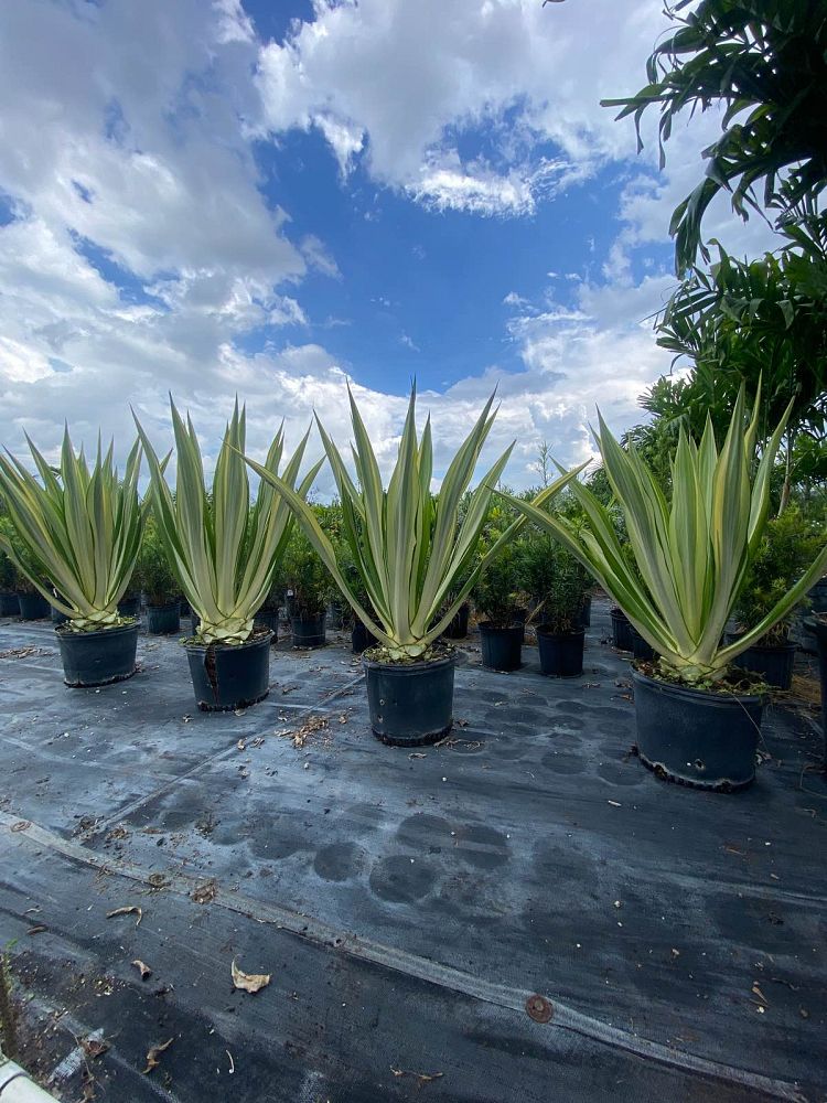 furcraea-foetida-false-agave-furcraea-gigantea-mauritius-hemp