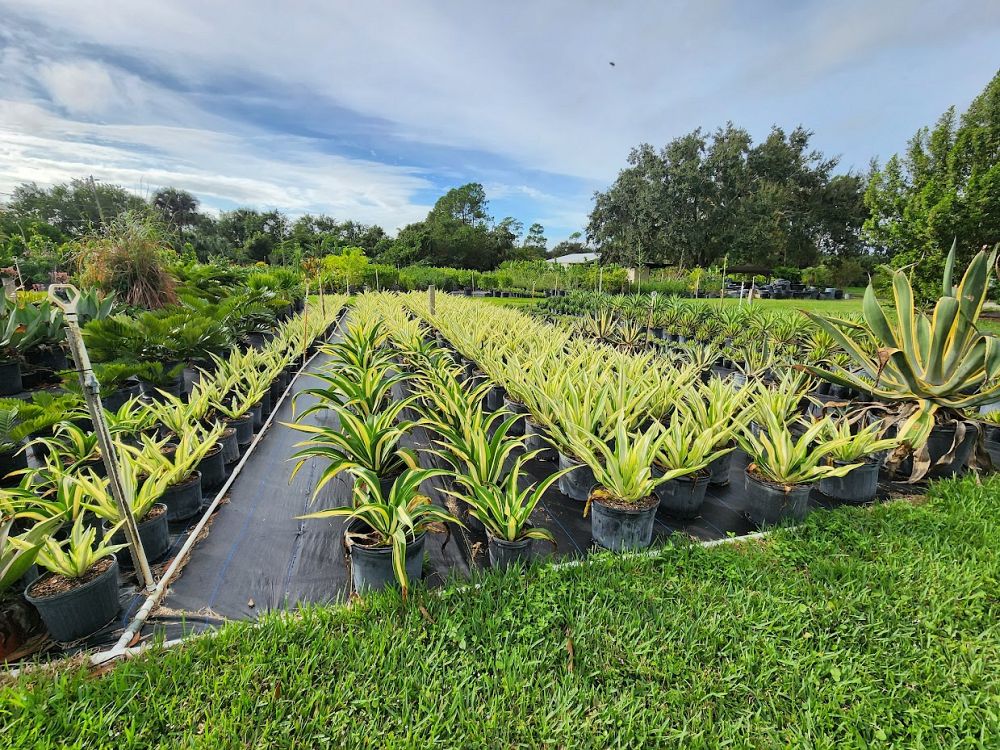 furcraea-foetida-false-agave-furcraea-gigantea-mauritius-hemp