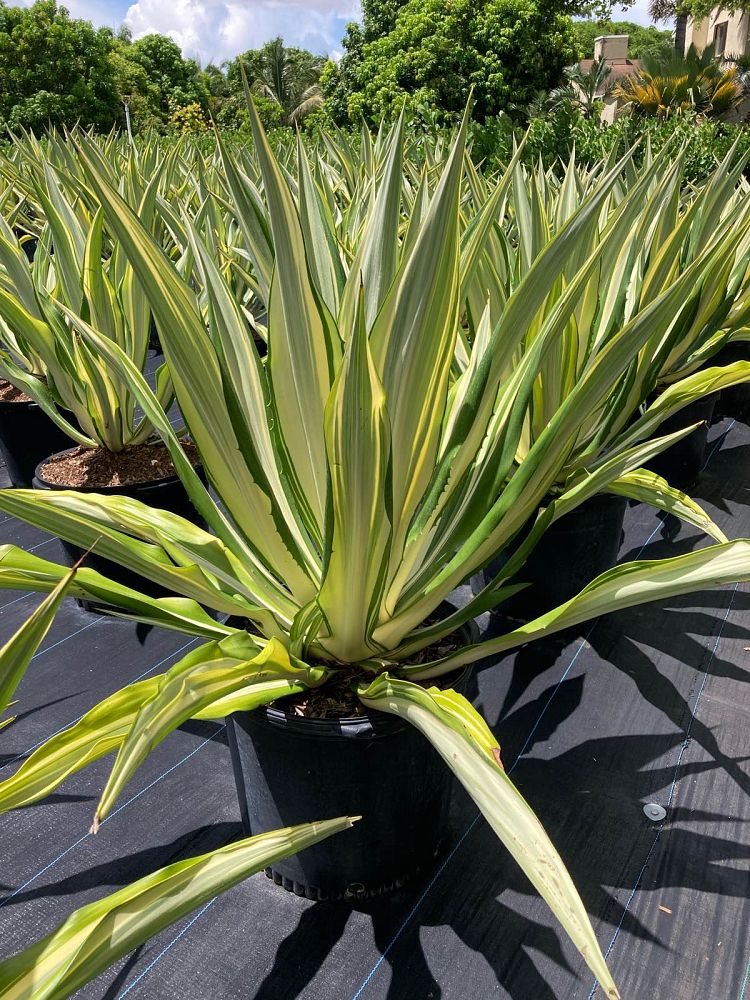 furcraea-foetida-false-agave-furcraea-gigantea-mauritius-hemp