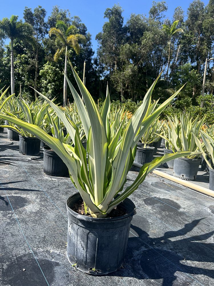 furcraea-foetida-false-agave-furcraea-gigantea-mauritius-hemp
