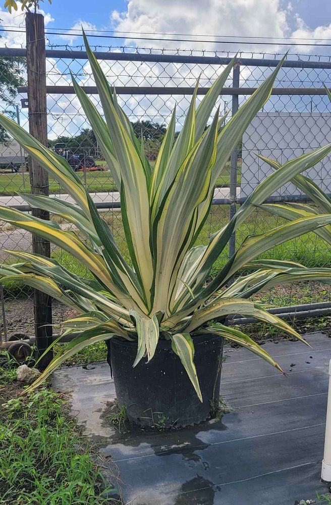 furcraea-foetida-false-agave-furcraea-gigantea-mauritius-hemp