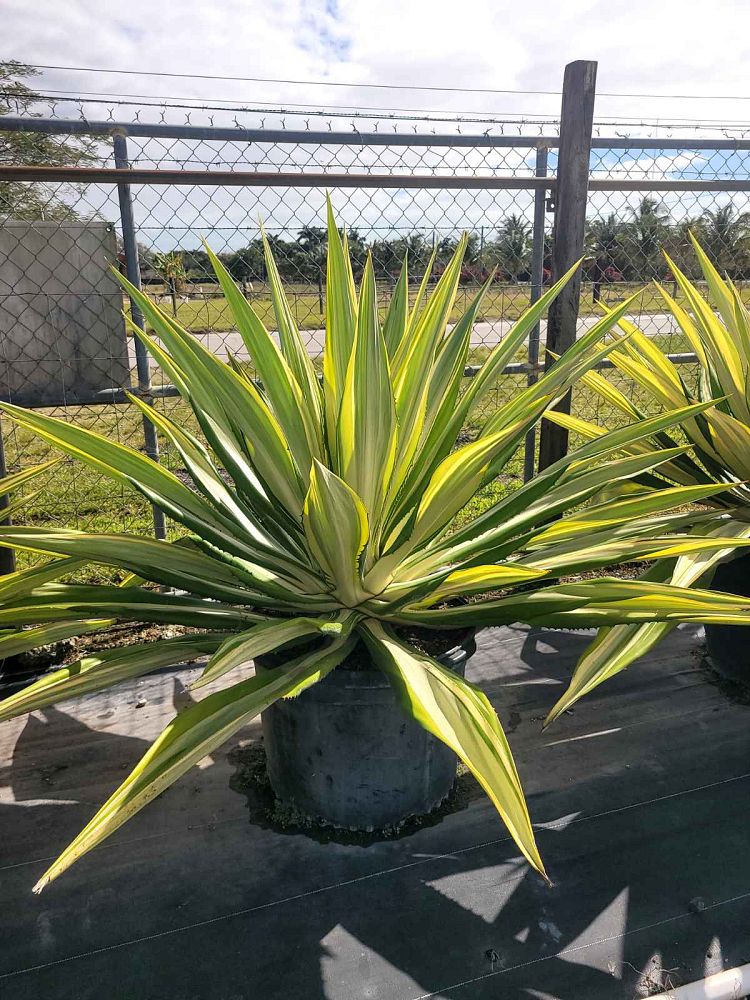 furcraea-foetida-false-agave-furcraea-gigantea-mauritius-hemp