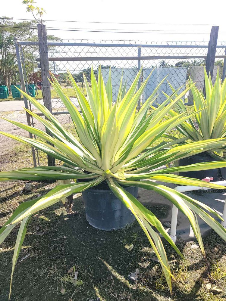 furcraea-foetida-false-agave-furcraea-gigantea-mauritius-hemp