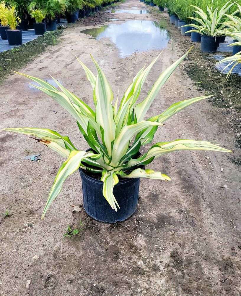 furcraea-foetida-false-agave-furcraea-gigantea-mauritius-hemp