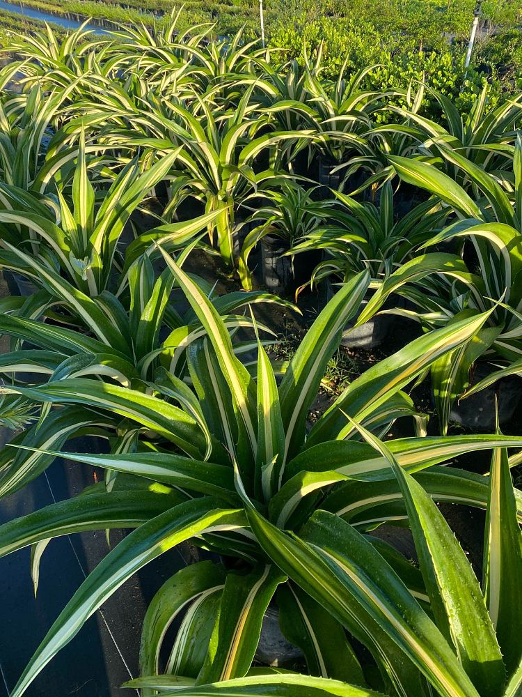 furcraea-foetida-false-agave-furcraea-gigantea-mauritius-hemp