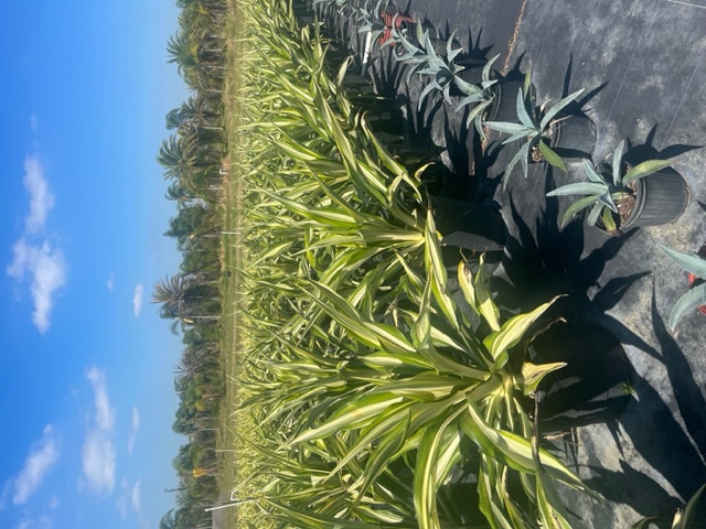 furcraea-foetida-false-agave-furcraea-gigantea-mauritius-hemp