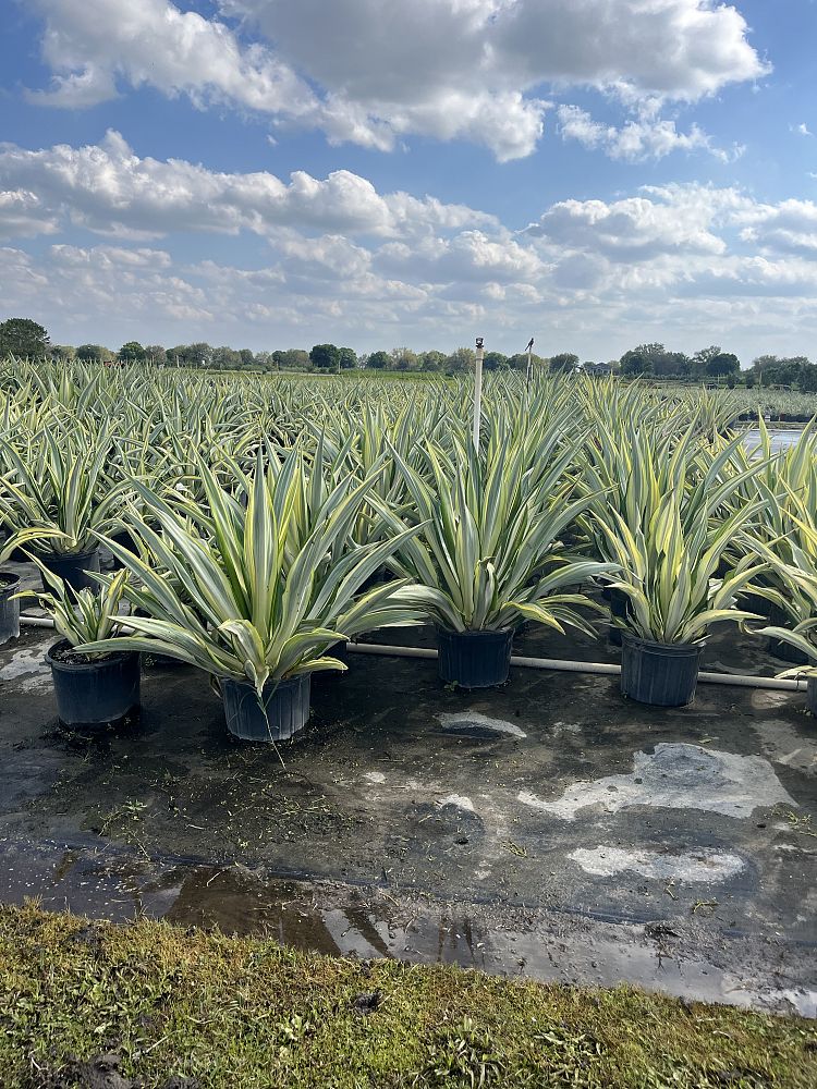 furcraea-foetida-false-agave-furcraea-gigantea-mauritius-hemp