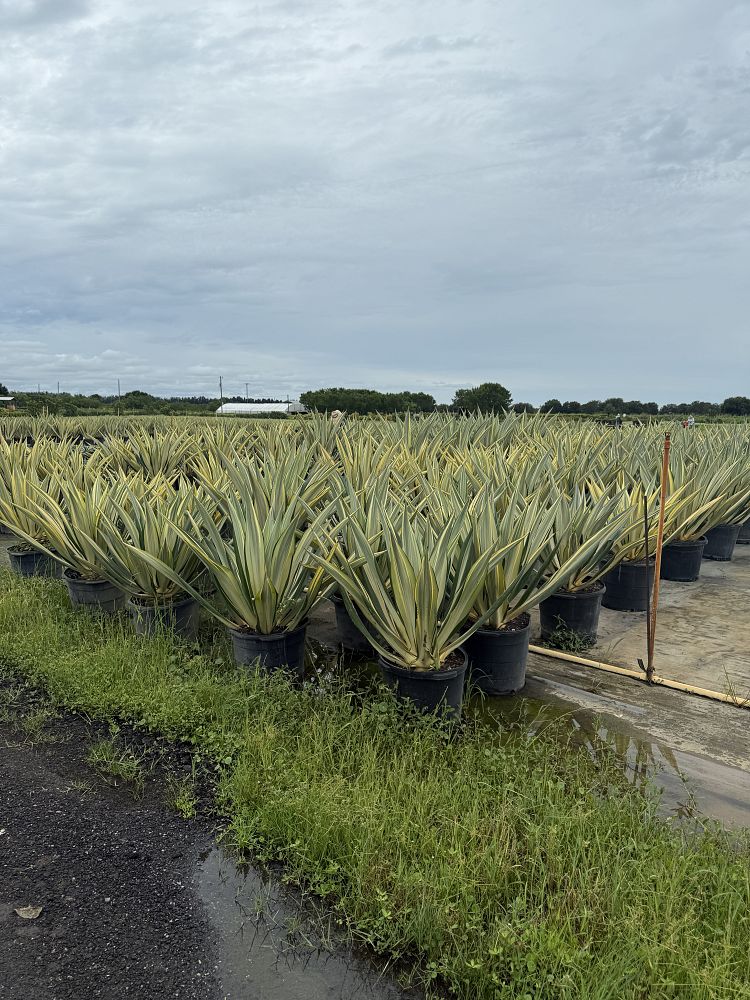 furcraea-foetida-false-agave-furcraea-gigantea-mauritius-hemp