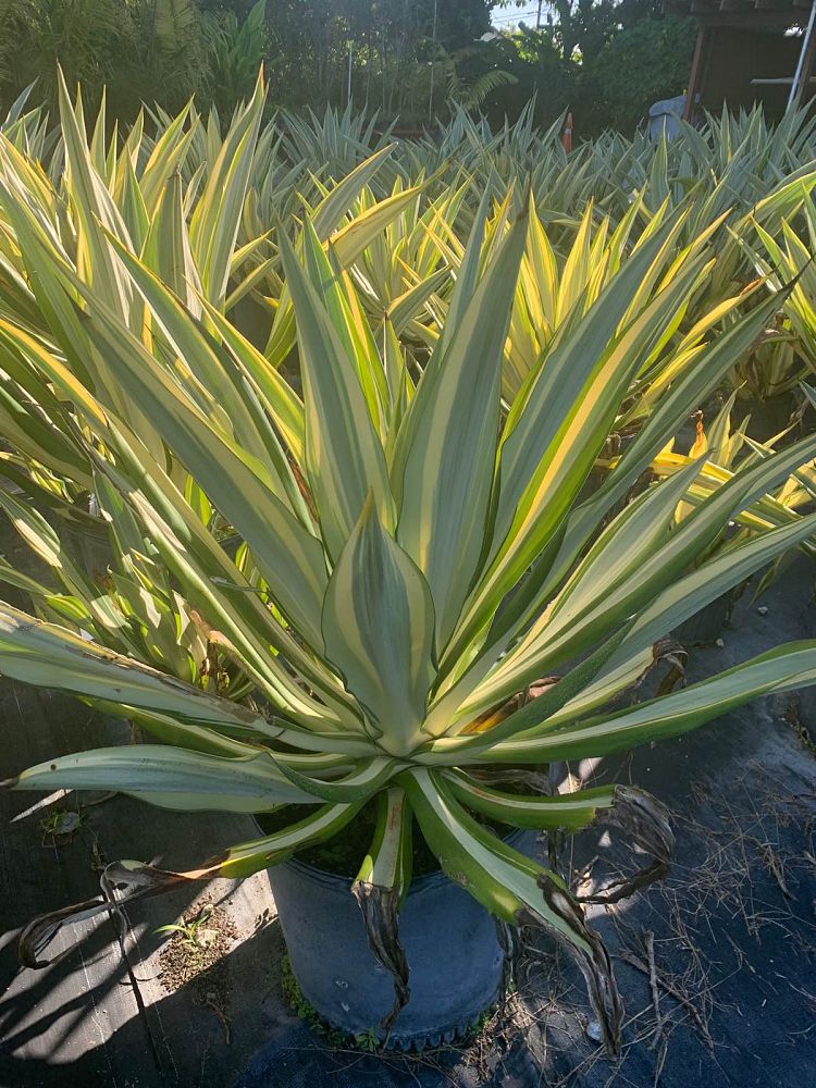 furcraea-foetida-false-agave-furcraea-gigantea-mauritius-hemp