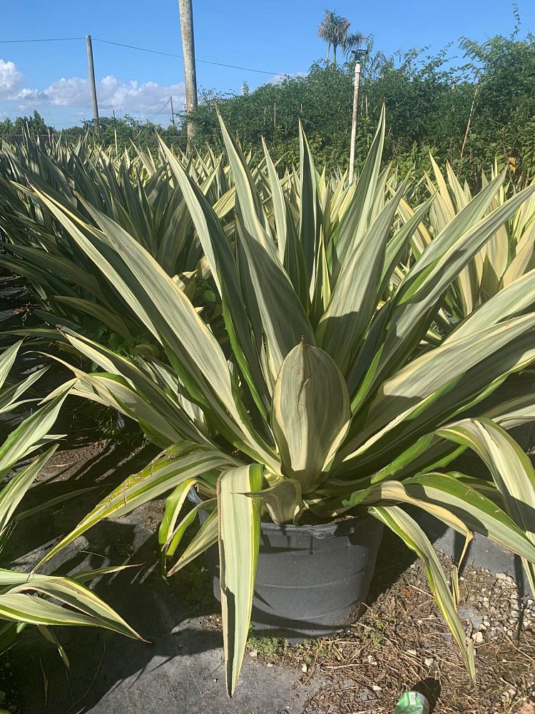 furcraea-foetida-false-agave-furcraea-gigantea-mauritius-hemp