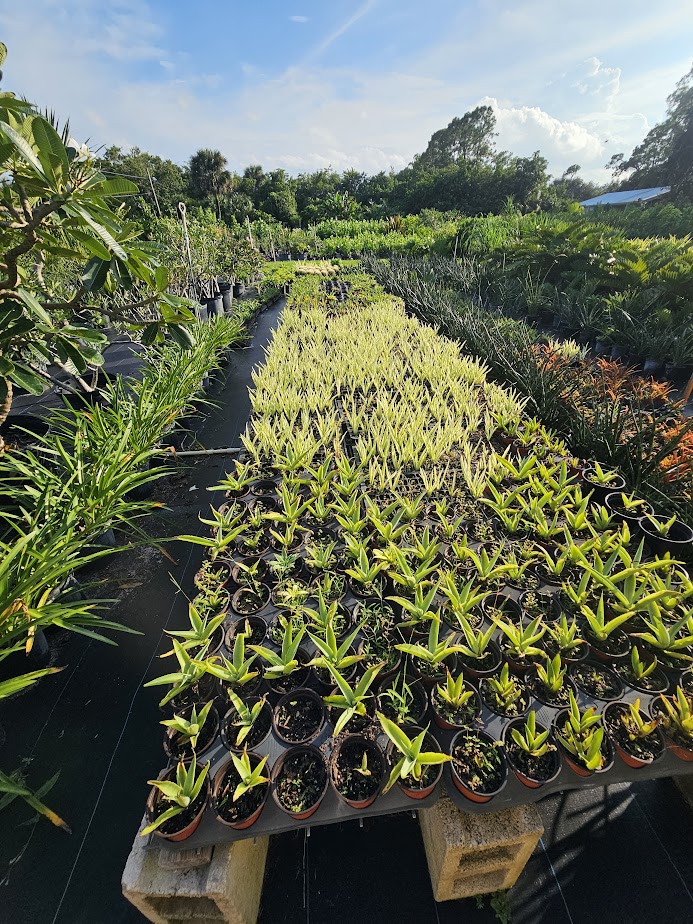 furcraea-foetida-false-agave-furcraea-gigantea-mauritius-hemp