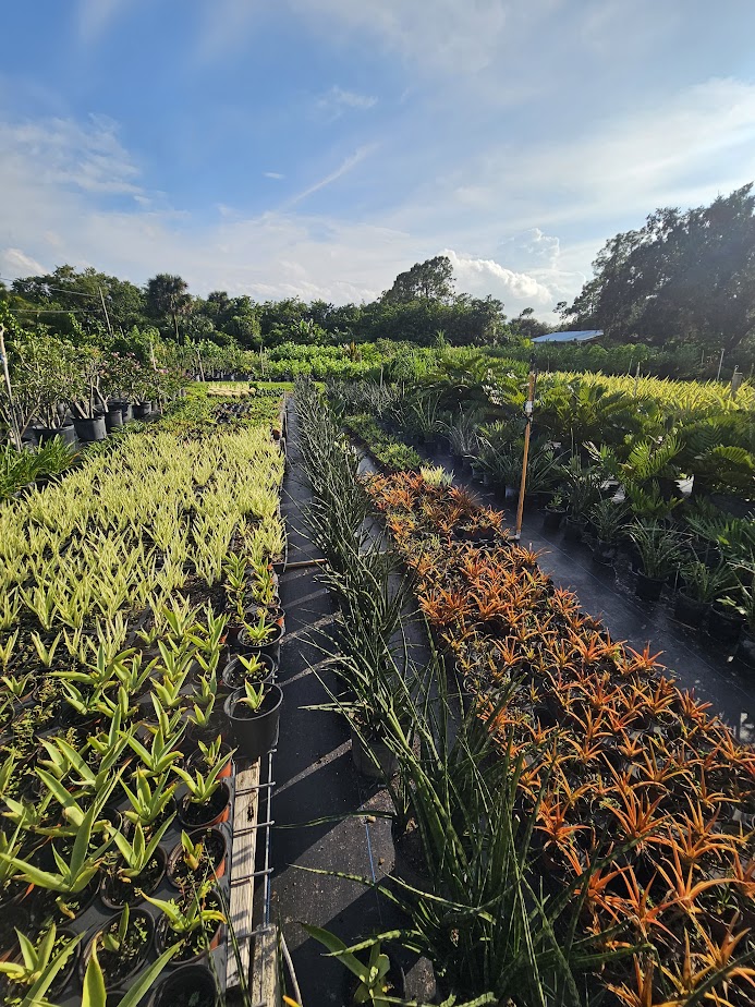 furcraea-foetida-false-agave-furcraea-gigantea-mauritius-hemp