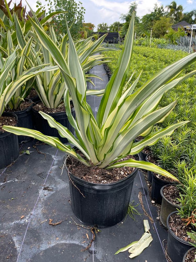 furcraea-foetida-false-agave-furcraea-gigantea-mauritius-hemp