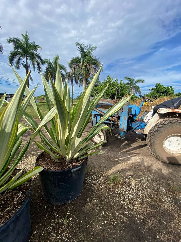 furcraea-foetida-false-agave-furcraea-gigantea-mauritius-hemp