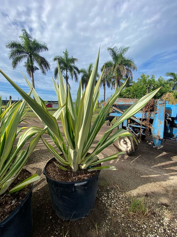 furcraea-foetida-false-agave-furcraea-gigantea-mauritius-hemp