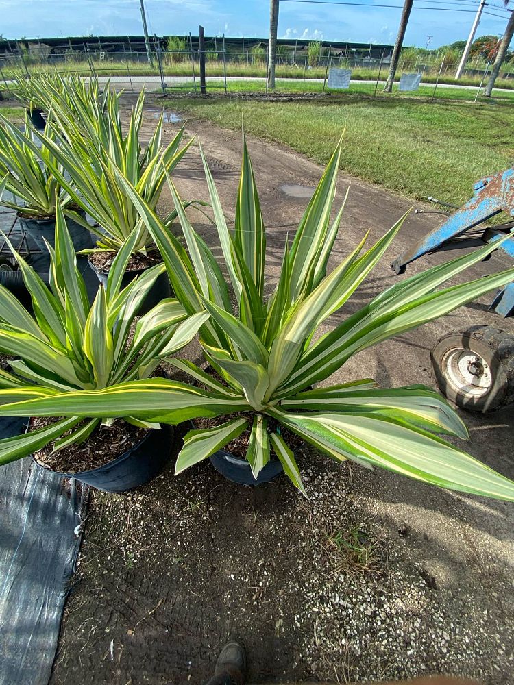 furcraea-foetida-false-agave-furcraea-gigantea-mauritius-hemp