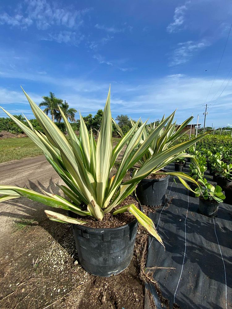 furcraea-foetida-false-agave-furcraea-gigantea-mauritius-hemp