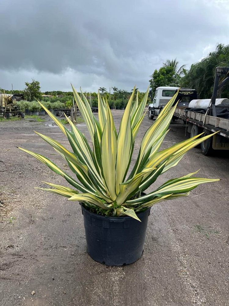 furcraea-foetida-false-agave-furcraea-gigantea-mauritius-hemp