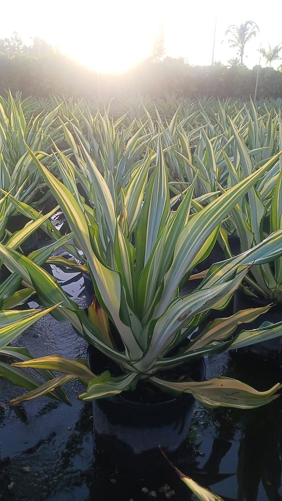 furcraea-foetida-false-agave-furcraea-gigantea-mauritius-hemp