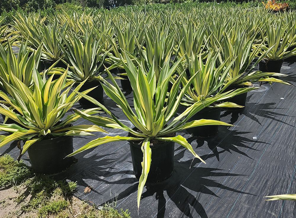 furcraea-foetida-false-agave-furcraea-gigantea-mauritius-hemp