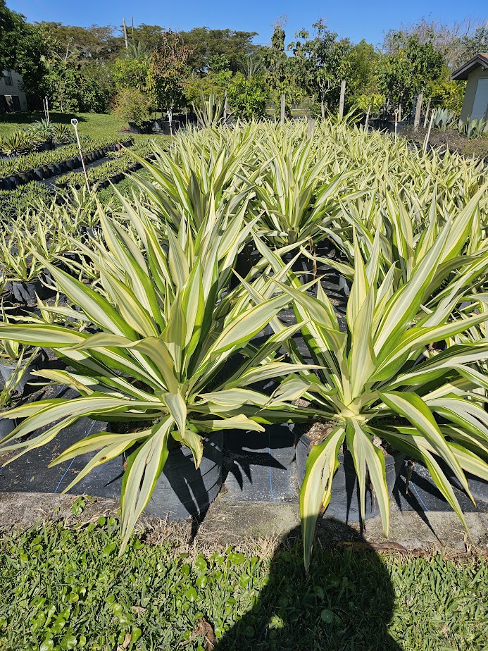 furcraea-foetida-false-agave-furcraea-gigantea-mauritius-hemp