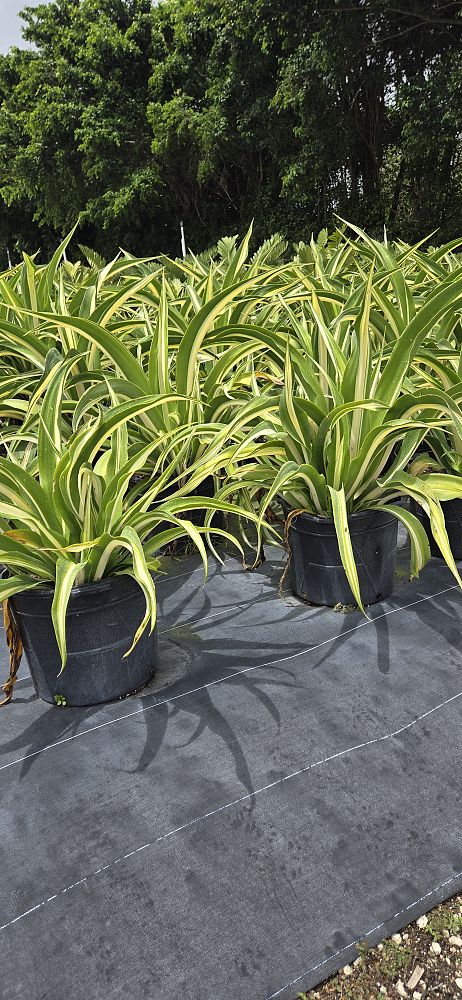 furcraea-foetida-false-agave-furcraea-gigantea-mauritius-hemp