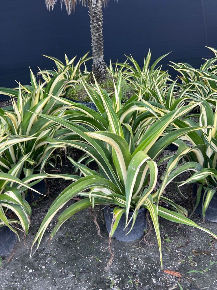 furcraea-foetida-false-agave-furcraea-gigantea-mauritius-hemp