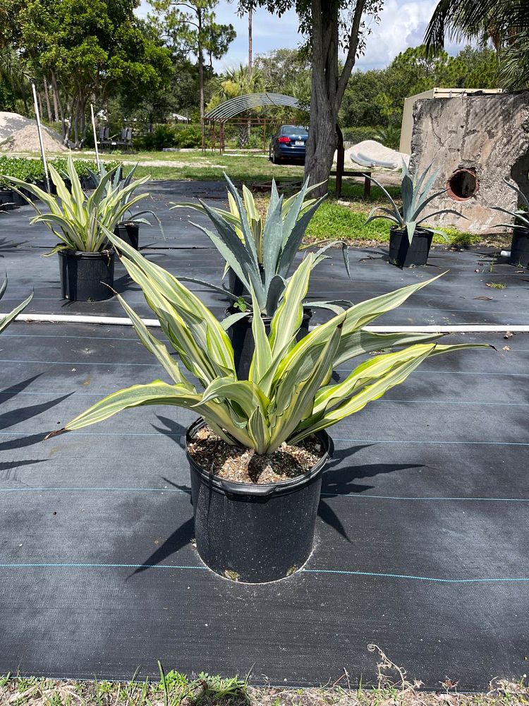 furcraea-foetida-false-agave-furcraea-gigantea-mauritius-hemp