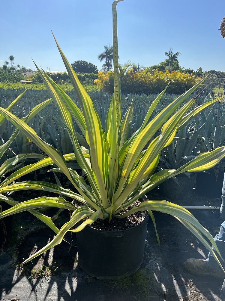furcraea-foetida-false-agave-furcraea-gigantea-mauritius-hemp