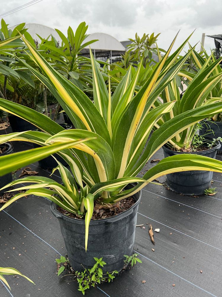 furcraea-foetida-false-agave-furcraea-gigantea-mauritius-hemp