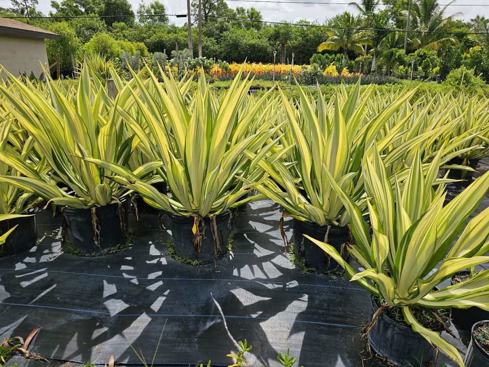 furcraea-foetida-false-agave-furcraea-gigantea-mauritius-hemp