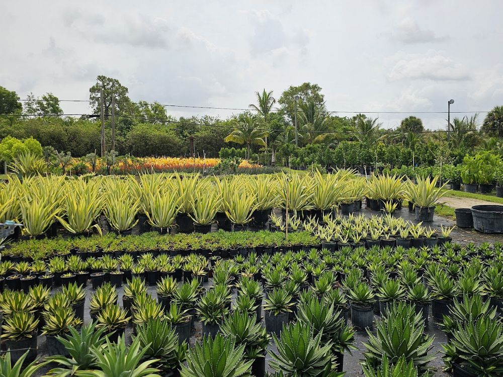furcraea-foetida-false-agave-furcraea-gigantea-mauritius-hemp