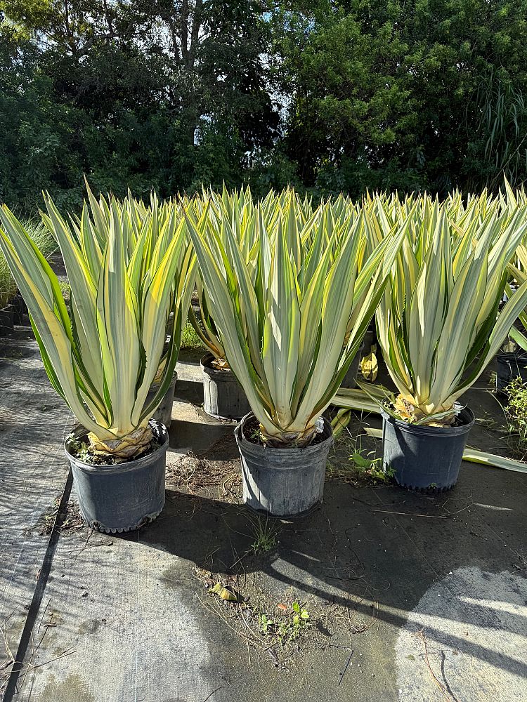 furcraea-foetida-false-agave-furcraea-gigantea-mauritius-hemp
