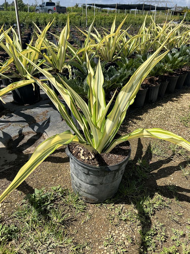 furcraea-foetida-false-agave-furcraea-gigantea-mauritius-hemp