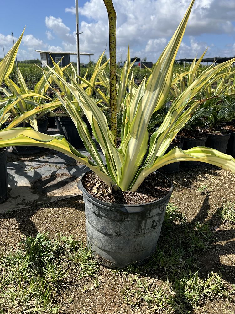 furcraea-foetida-false-agave-furcraea-gigantea-mauritius-hemp