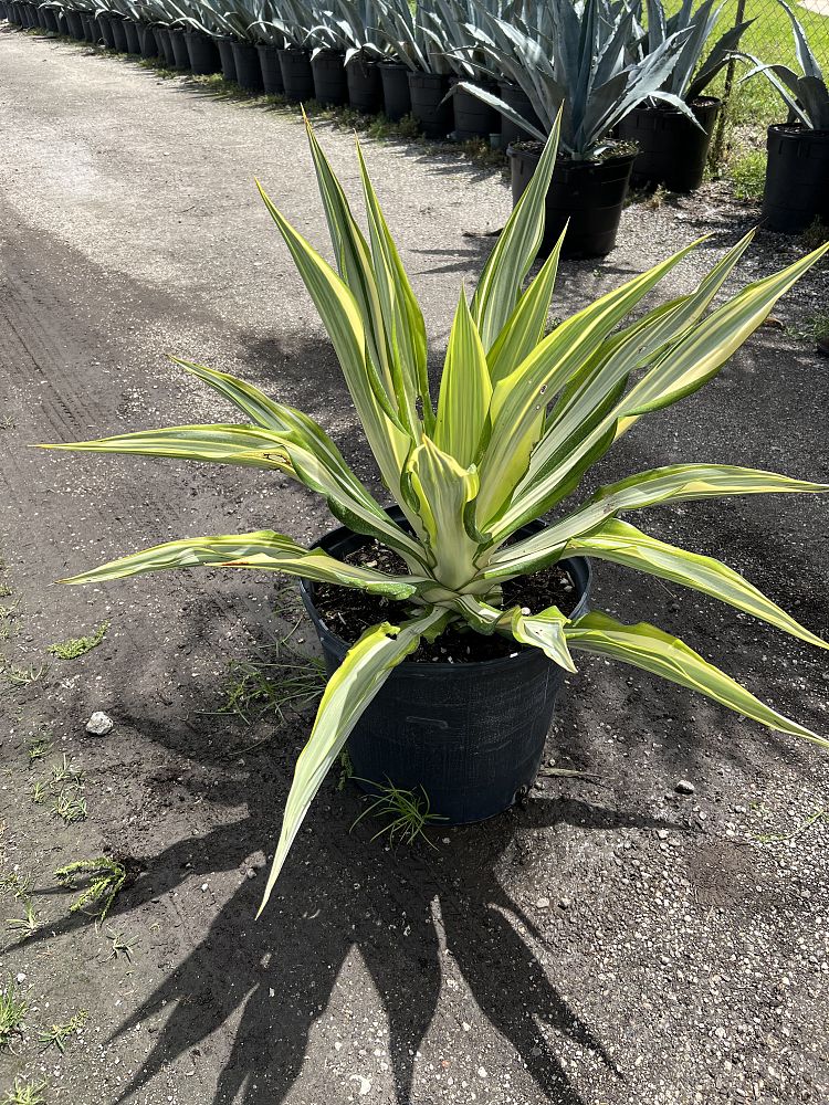furcraea-foetida-false-agave-furcraea-gigantea-mauritius-hemp