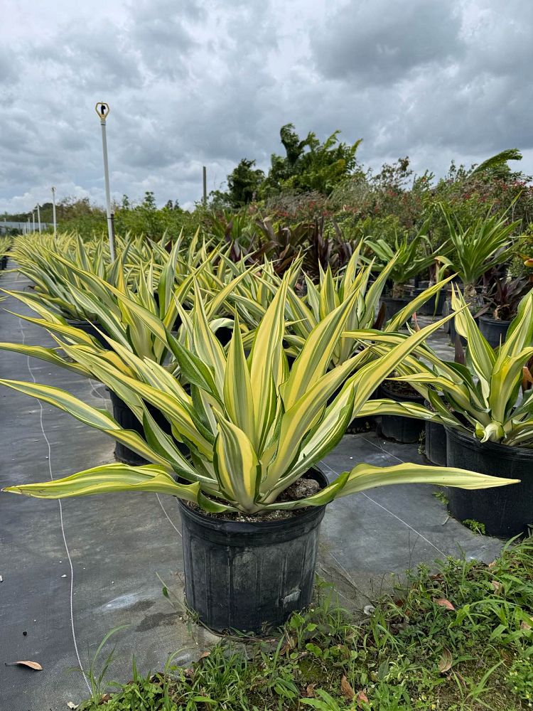 furcraea-foetida-false-agave-furcraea-gigantea-mauritius-hemp