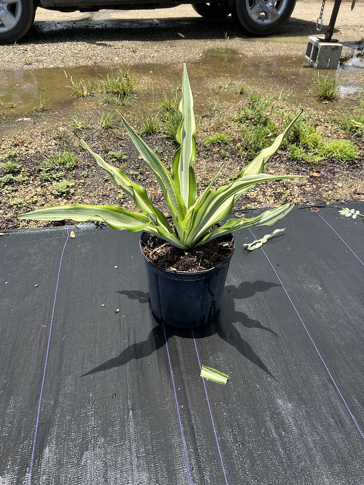 furcraea-foetida-false-agave-furcraea-gigantea-mauritius-hemp